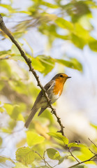 erithacus rubecula, robin