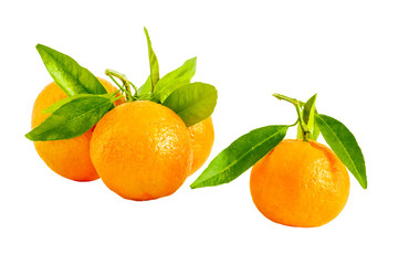 Four tangerines close up on white background