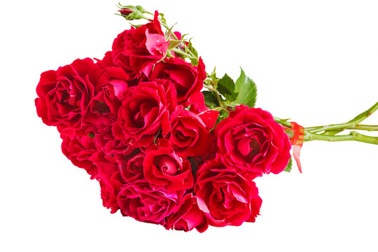 Red roses on a white background