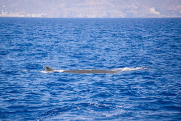 Naklejka premium Whale sailing in Canary islands, Spain