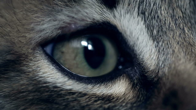 Eye of a kitten. Extreme close up