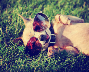 a cute chihuahua toned with a retro vintage instagram filter