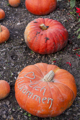 Herzlich willkommen, cucurbita pumpkin pumpkins from autumn harv