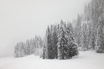 Obraz na płótnie Canvas Winter forest