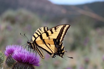 Naklejka premium Yellow Swallowtail Butterfly on a Thistle