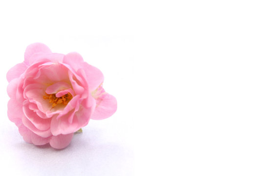 Grusskarte gru&szlig;karte mit blumen schablone