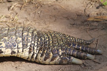 American crocodile Paw