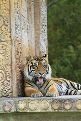 Bengal Tiger - miami zoo