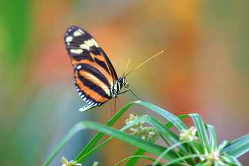 Closeup shot of beautiful butterfly on green leaves