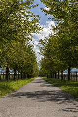 Rural road lined with leafy green trees