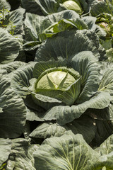 green cabbage plant field outdoor in summer