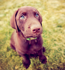 a cute chocolate lab puppy sitting in the grass