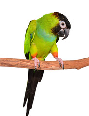 Nanday Conure