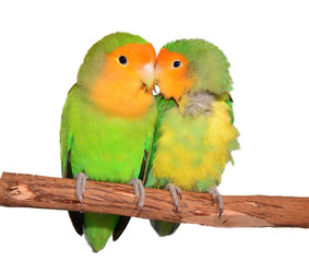 Plakat Love Birds
