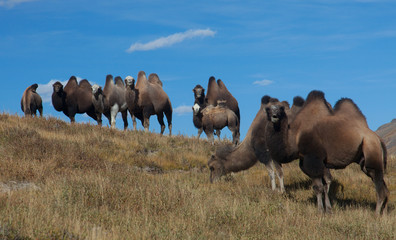 herd of Bactrian camels