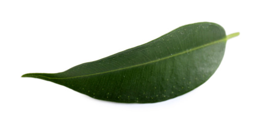 Green leaf isolated on white