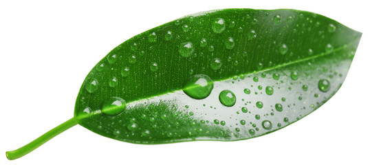 Obraz premium Green leaf isolated on white