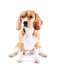 Beagle dog isolated on white