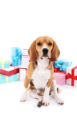 Beagle dog with gifts isolated on white