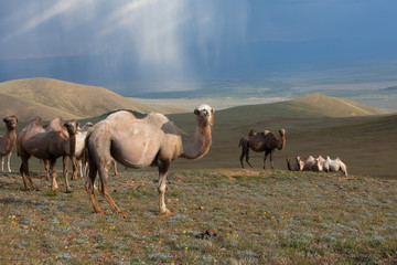 Fototapeta premium Herd of camels