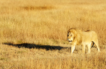 Lion on the Masai Mara in Africa