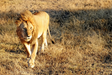 Lion on the Masai Mara in Africa