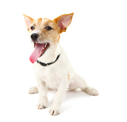 Funny little dog Jack Russell terrier, isolated on white