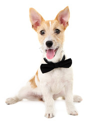 Funny little dog Jack Russell terrier with bow tie, isolated