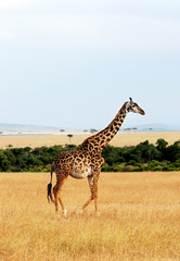 Giraffe on the Masai Mara in Africa
