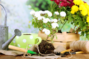 Rustic table with flowers, pots, potting soil, watering can and