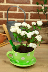Flowers in pot, potting soil, watering can and plants