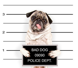 a mugshot of a bad dog