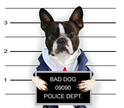 A Mugshot Of A Bad Dog