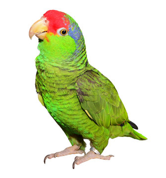 Amazon Parrot