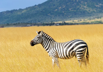 Zebra on the Masai Mara in Africa