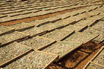 Drying fish in the sun