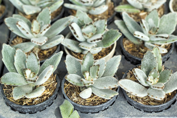 Close up of the cactus