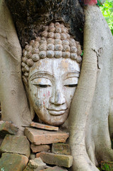 Buddha head in Tree