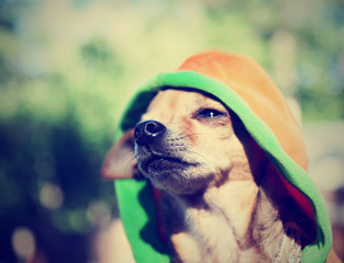 a cute chihuahua in a hoodie done with a vintage retro instagram filter