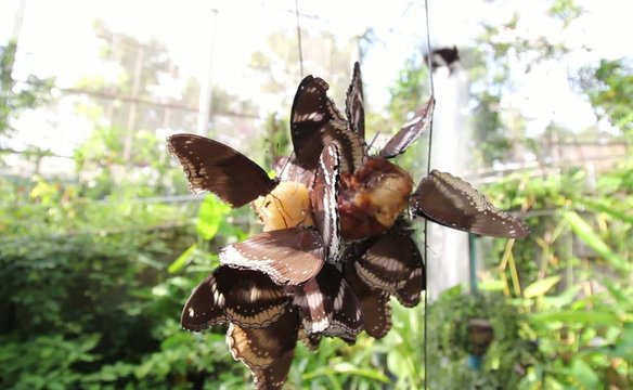 A group of butterflies eating