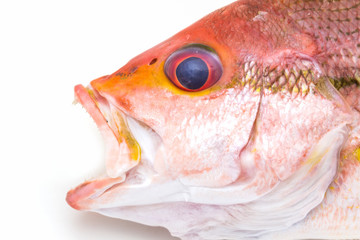 Fresh Red Snapper Fish.