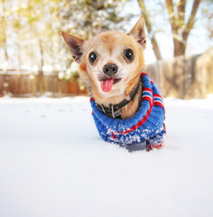 cute chihuahua in a sweater in the snow 