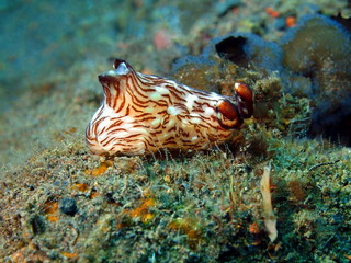 True sea slug, Island Bali, Tulamben