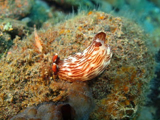 True sea slug, Island Bali, Tulamben