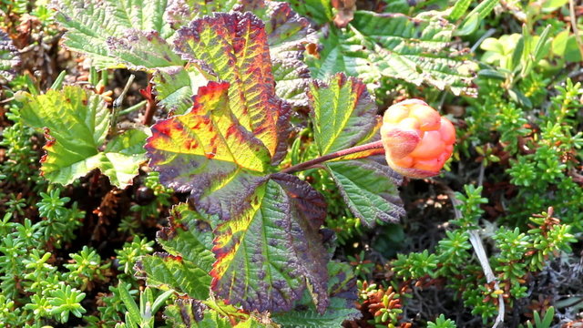 Berry cloudberry summer polar plant