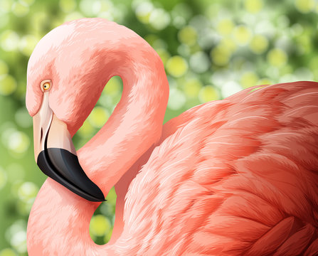 A beautiful flamingo