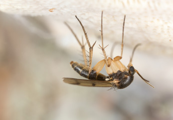 Fungus gnat, Mycetophilidae fly on polypore