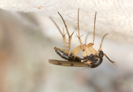 Fungus gnat, Mycetophilidae fly on polypore