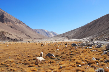 Fototapeta na wymiar Pasture in North India