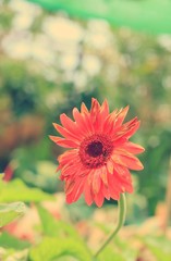 Gerbera flowers